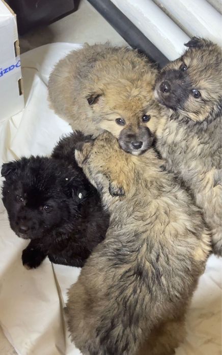 Отдам даром щенков