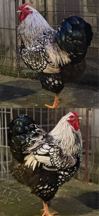 Oua disponibile  arginitiu