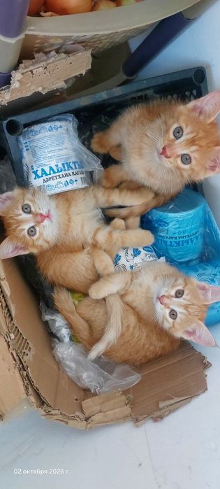 Котята бесплатно, мысық, тегін,
