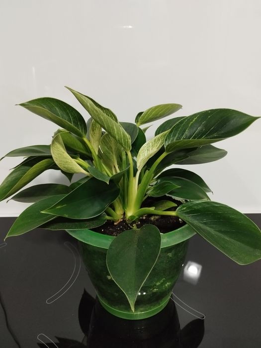 Продам филодендрон Биркин