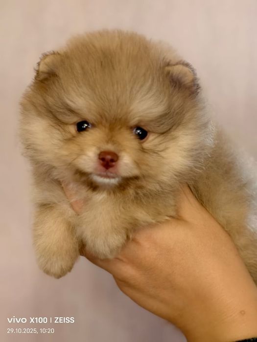 Очаровательные щенки шпица.