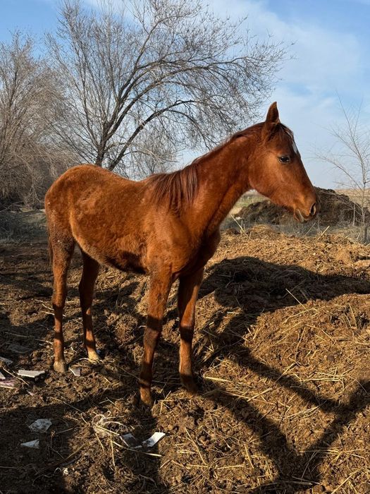 Тай ұрғашы тай 2