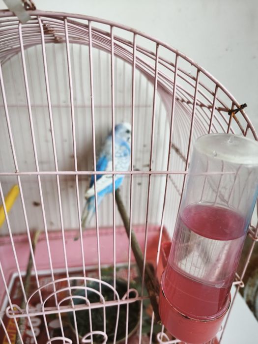 Продавам мъжки папагал заедно с кафеза