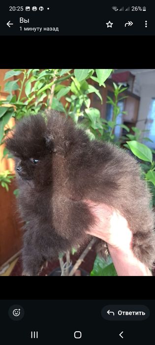 Продам щенков шпица