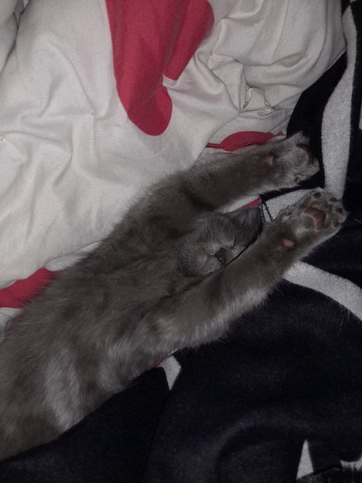 2oyli mushuk sotiladi srochna