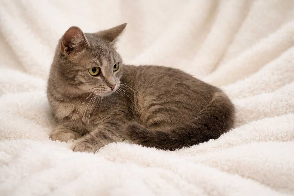 Izzy îşi caută familie