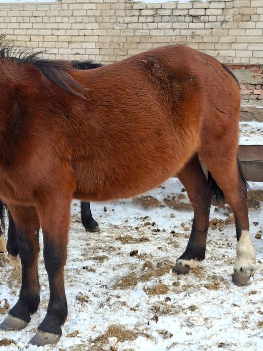 Продам кобыл жеребыж на племя