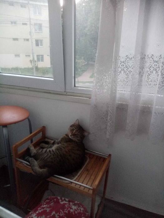 Ofer spre adoptie iubitorilor de pisici di Suceava, motanel de 1 an, cu carnet de sanatate