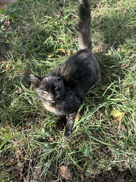 Dau spre adopție o pisicuță.