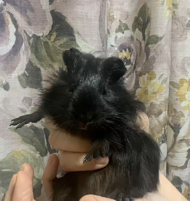 Морская свинка, черная смешанная порода