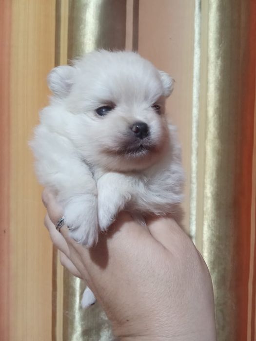 Продам щенков шпица.