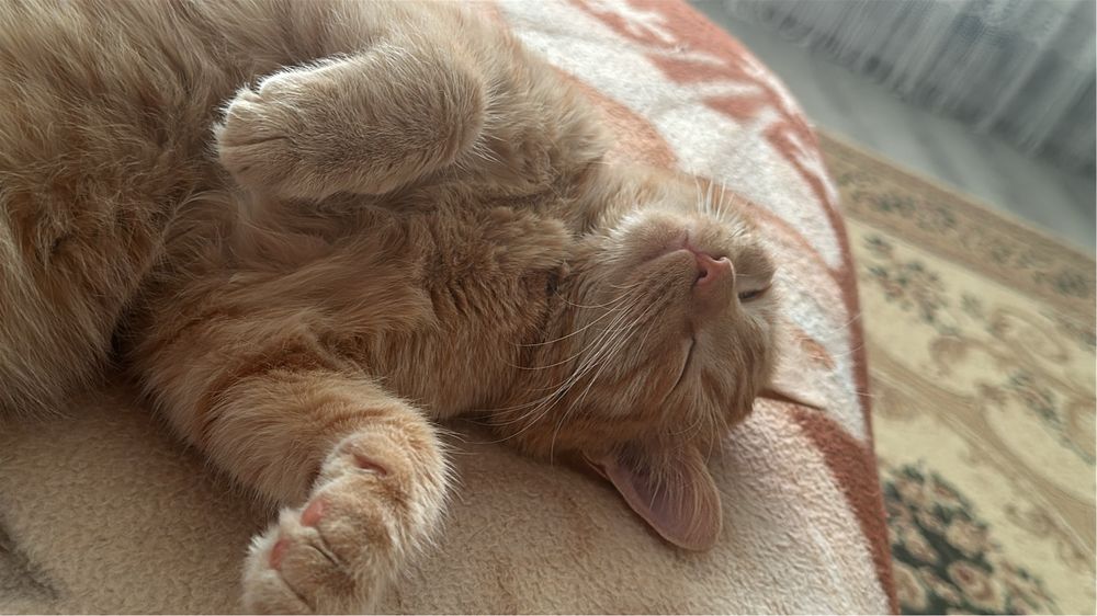 отдам кота в добрые руки