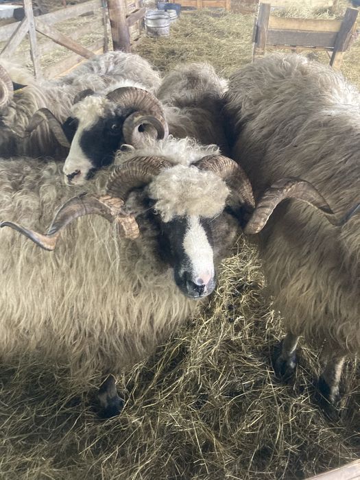 Vand berbeci sau schimb