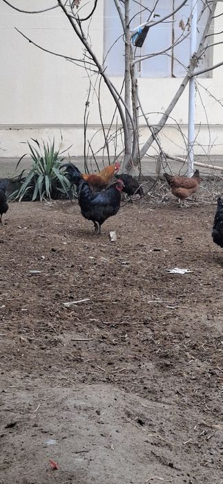 Harxil turdagi xuro'zlar bor 150 mingdan boshlanadi