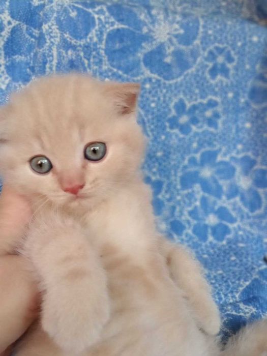 Котята Скоттиш Страйт