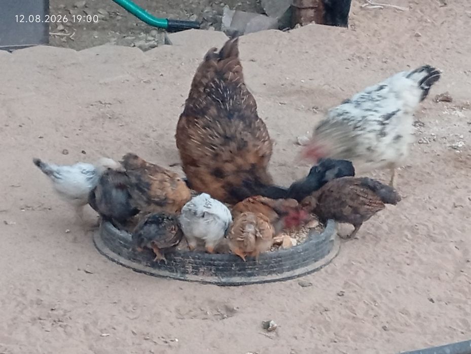 Продам всех домашних птиц