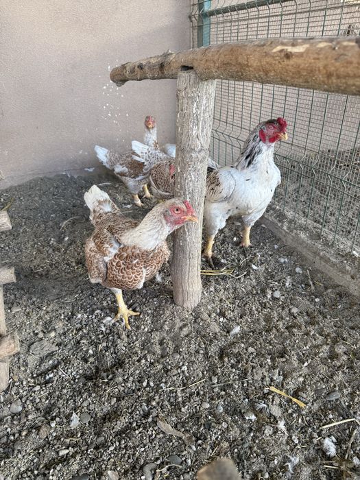 Oua de la 8 lei pentru  incubat si incubatoare pui automate!