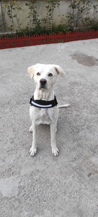 Donez caine labrador