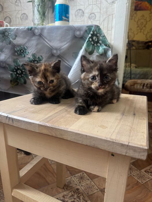 отдам котят в хорошие руки