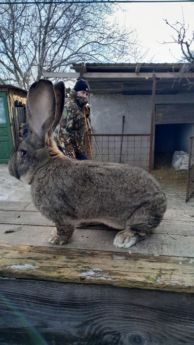 De vânzare pui de iepuri de rasa