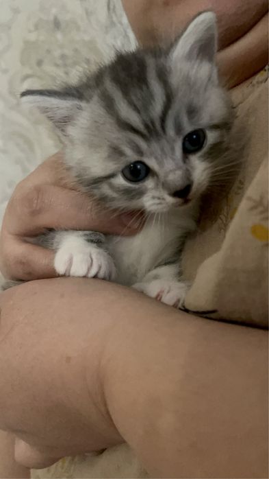 Котята//////////