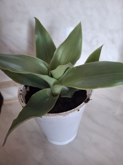 Растение, Золотой ус.