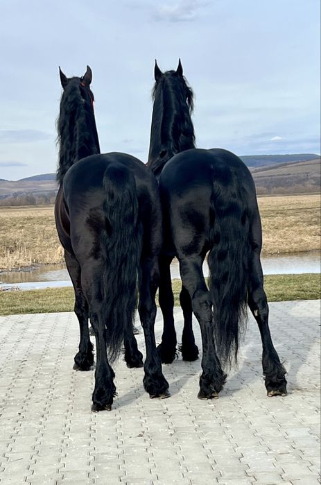 Friesieni Pereche Frizieni Echitatie Calarie