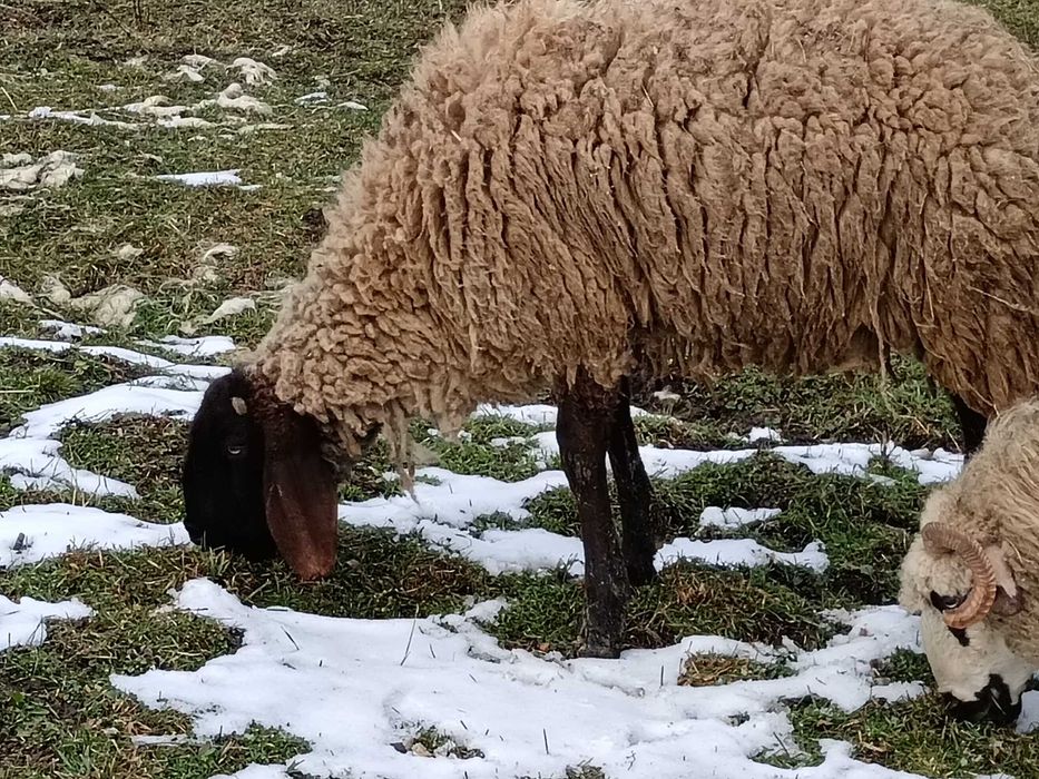 De vînzare berbecuț cărăbaș original.