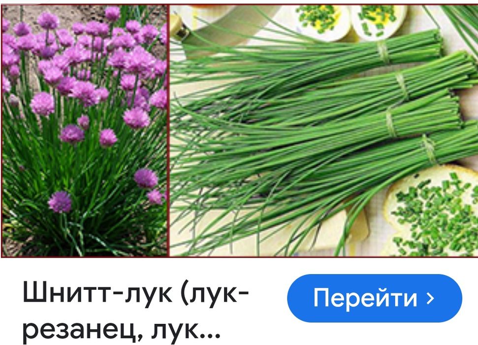 Лук шнитт или скорода