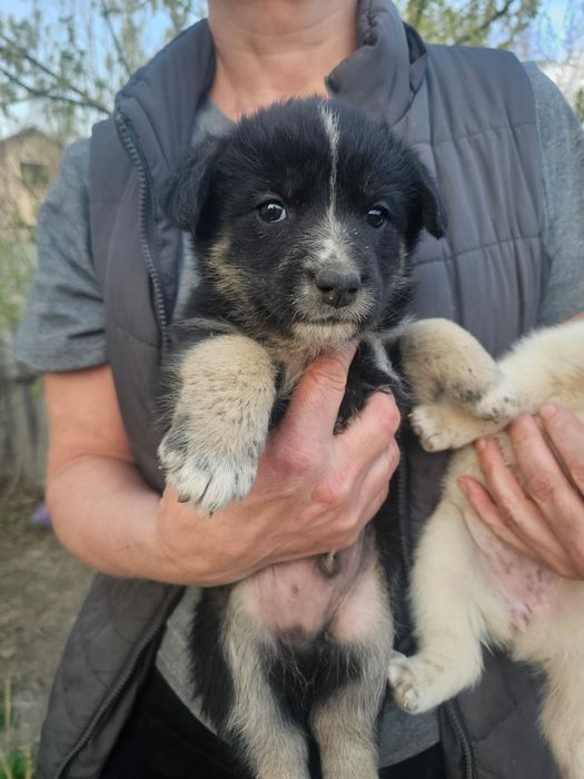 Щенки в самые добрые руки