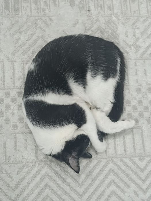 Отдам кошечку в добрые руки