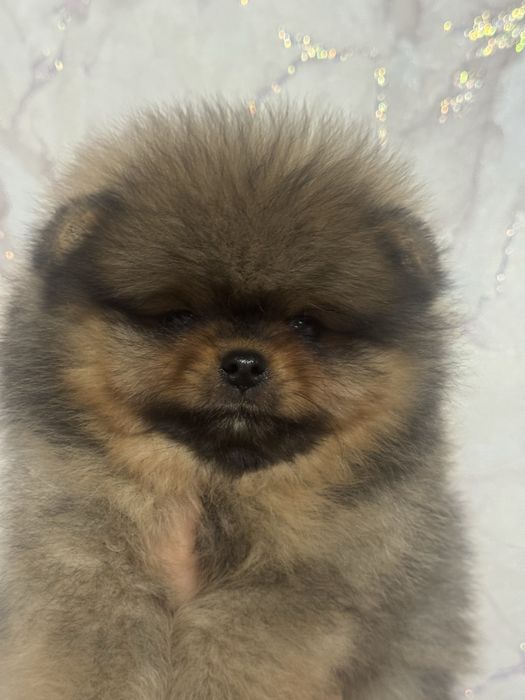 Померанский шпиц