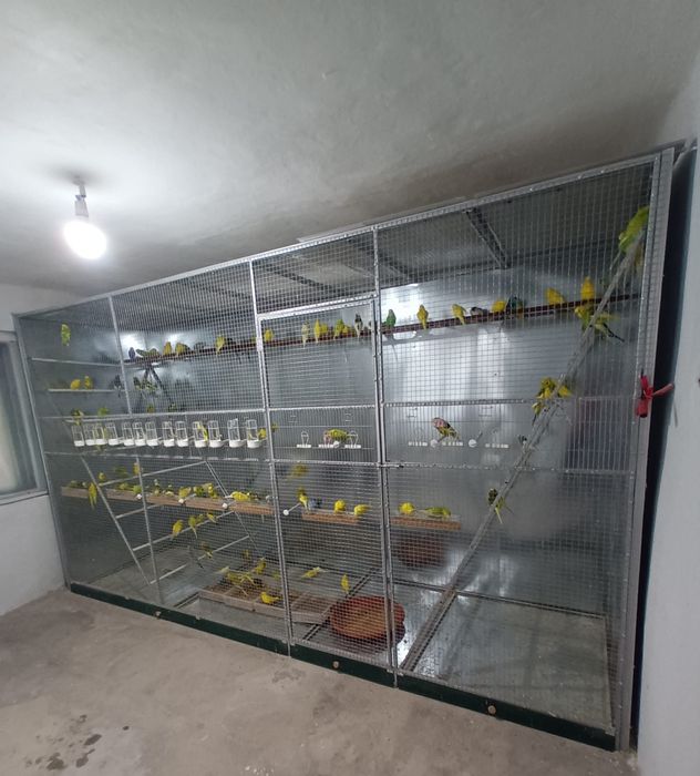 Papagali Perusi blanzi,deosebiti, sanatosi,culori diverse