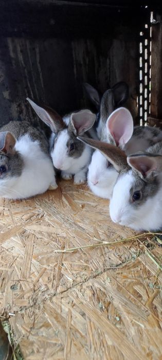 Iepuri Hycole în Arad