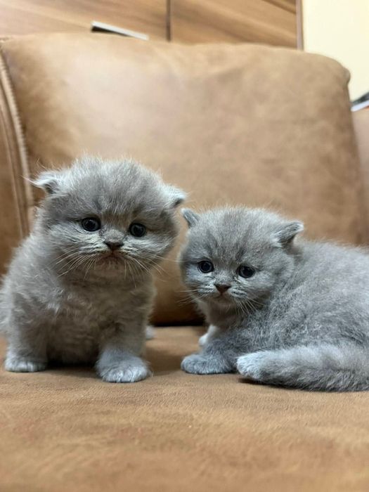 Шотландска клепоуха