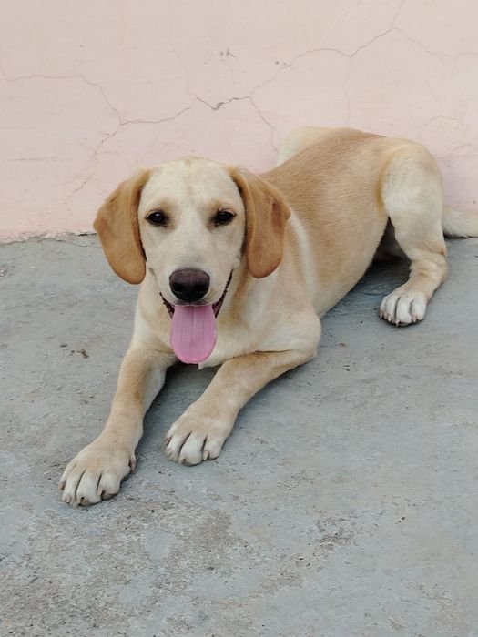 Labrador Retriver