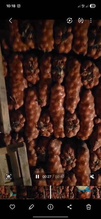 Лук отборный сухой, отличный.