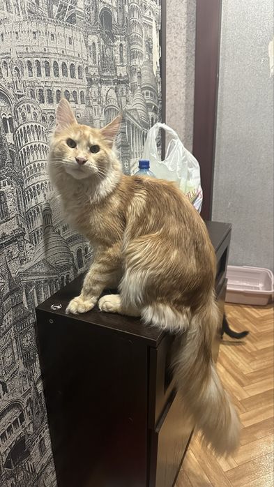 Мейн-Кун на условиях