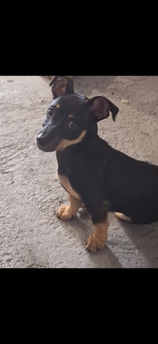 Спешно търси ДОМ! Подарявам!