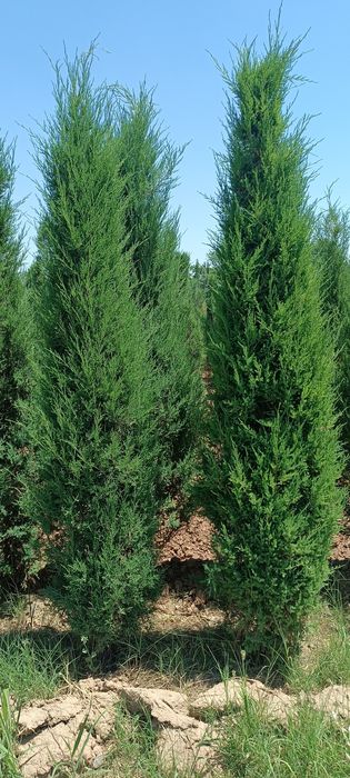 5 йиллик стрижка можжевельник арча
