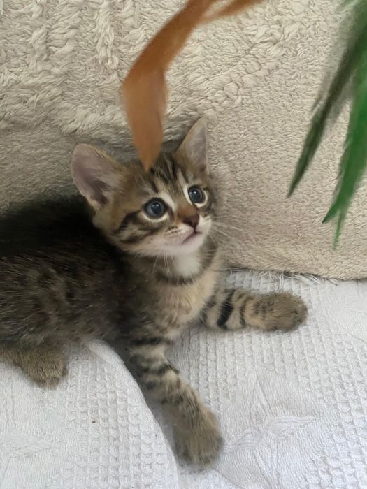 Отдам котят в хорошие руки