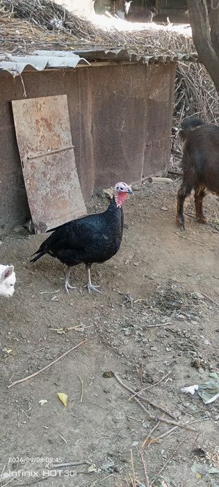 Kurkalar sotiladi.