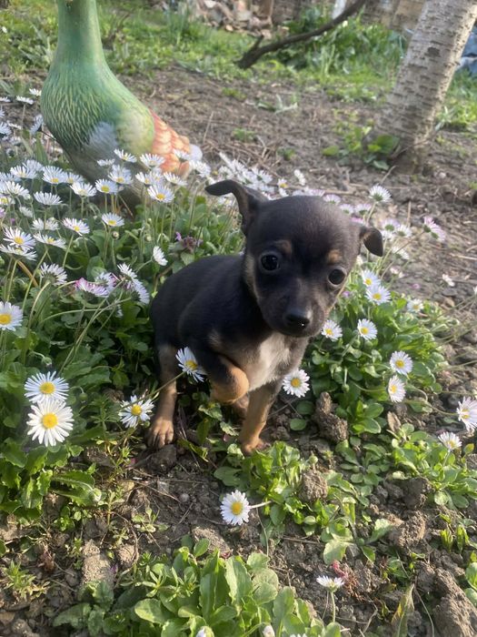 Мини женски пинчер