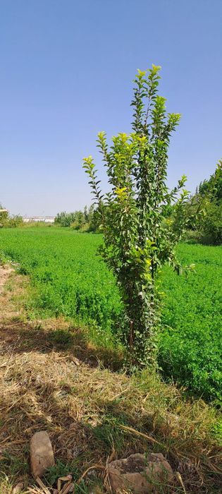 6 sotix yer sotiladi