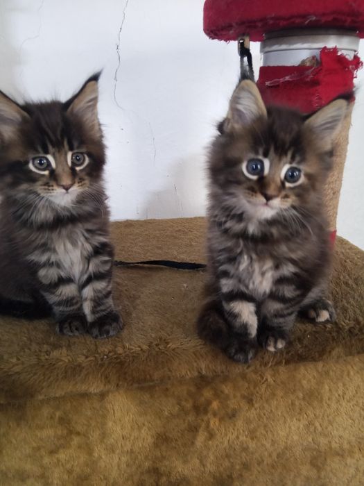 Продаются Мейн кун