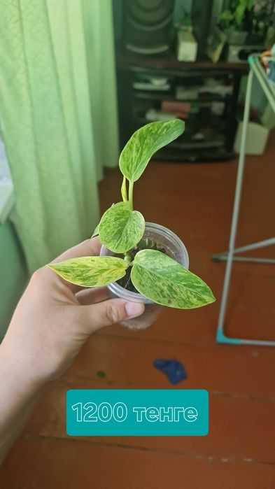 комнатные цветы продаются