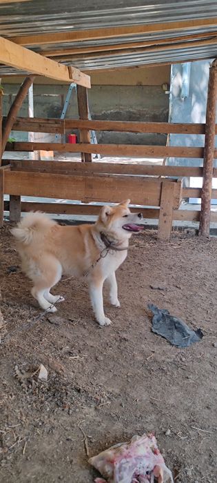 akita inu sotiladi 1yoshdan otgan urgochi toza qon klubdan olingan