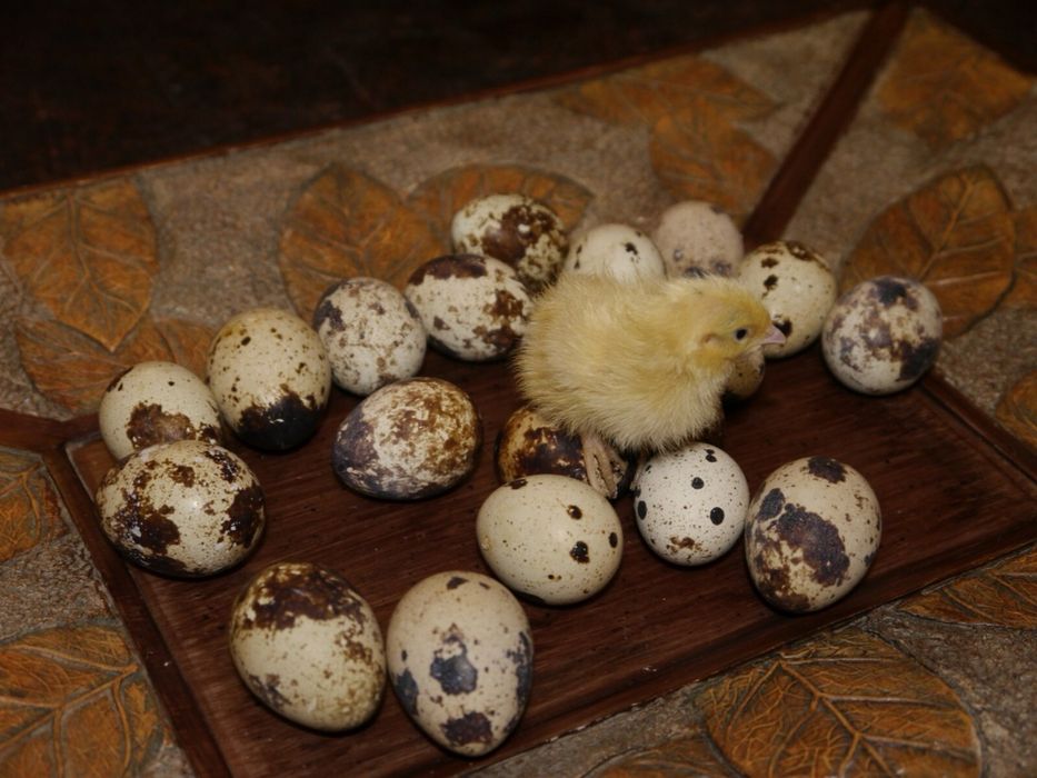 Texas A&M White (Beliy gigant) Bedana jo‘jalari!