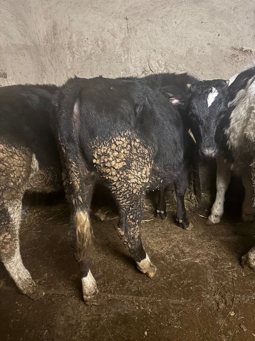 De vânzare 5 vitele