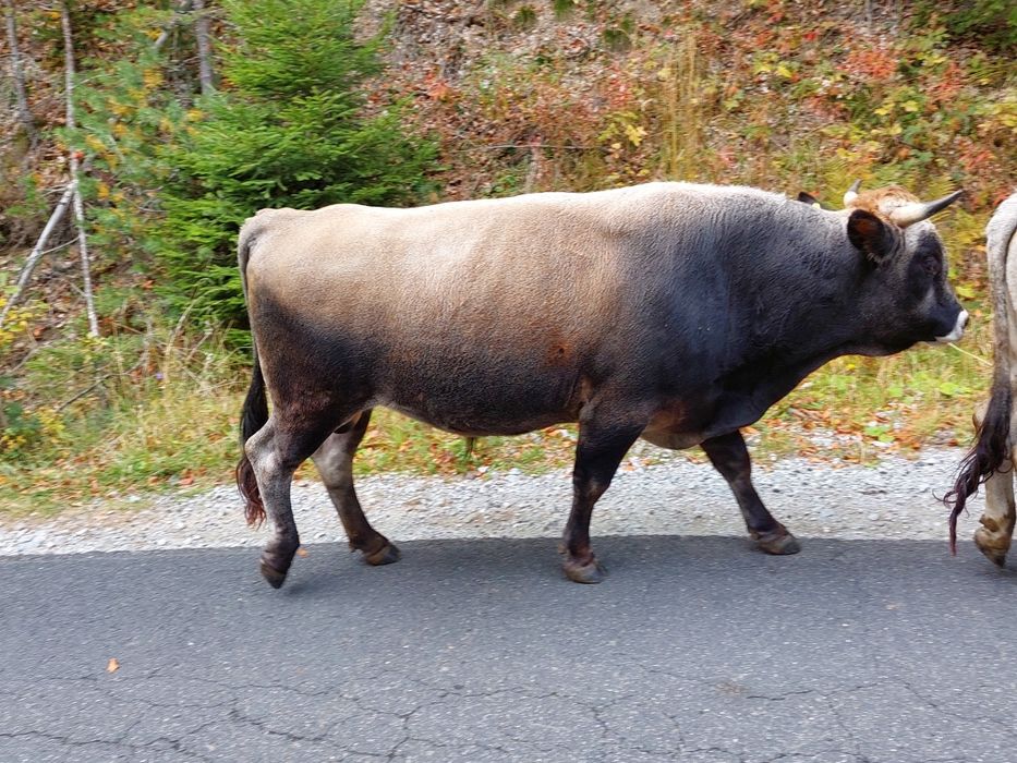 Продавам крави и бикове